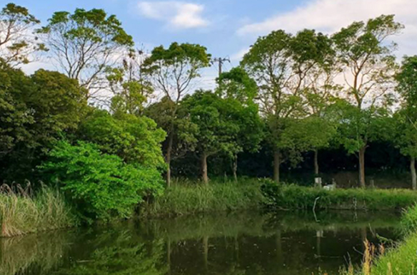 POND-もんじゃ池