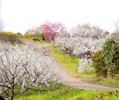 天空の梅まつり